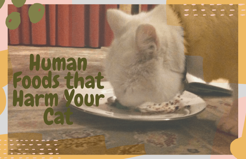 Human Foods that Harm Your Cat