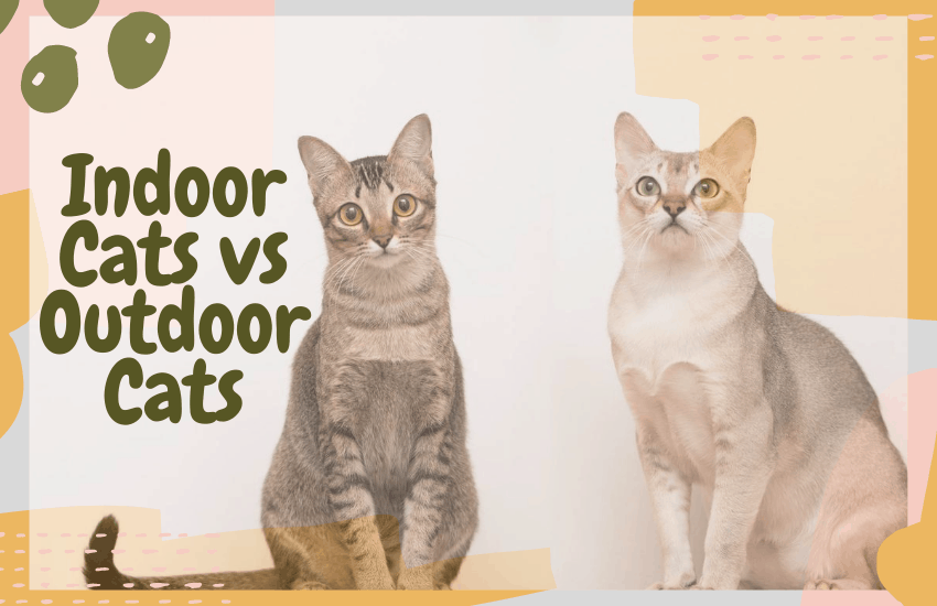 Indoor Cats vs Outdoor Cats