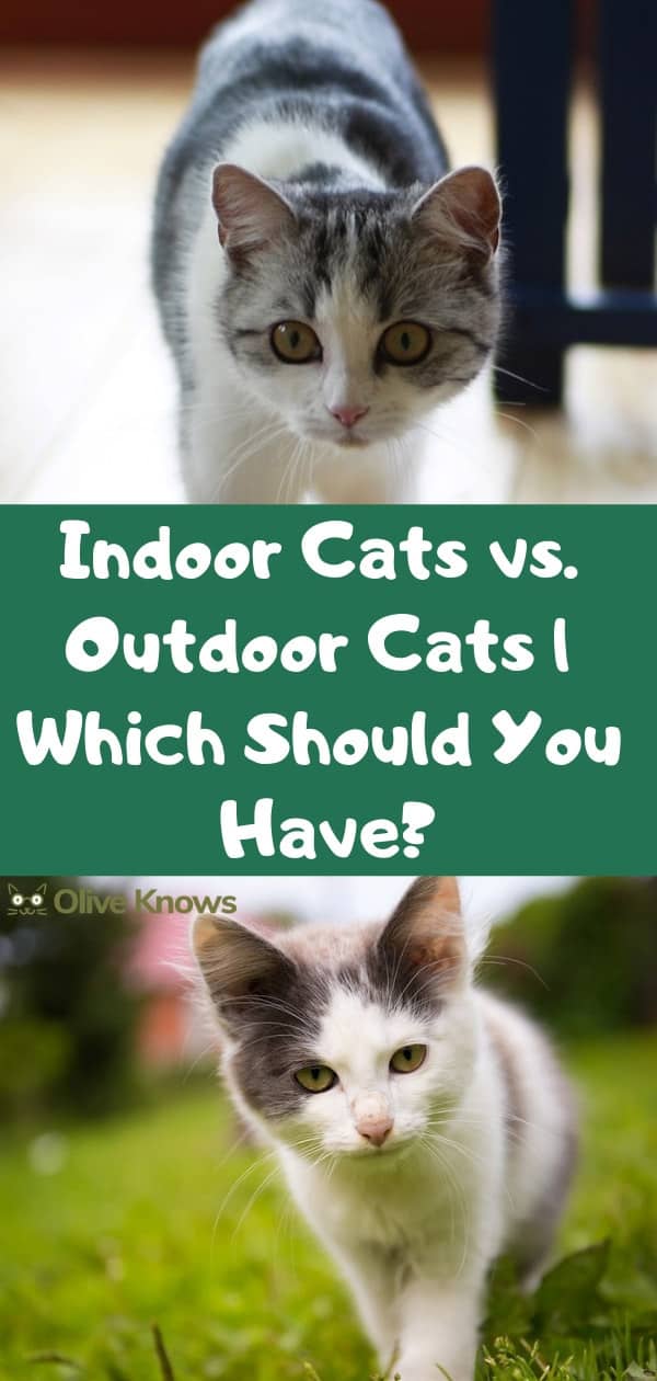 Indoor Cats vs. Outdoor Cats