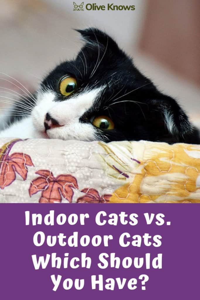 Indoor Cats vs. Outdoor Cats Which Should You Have? OliveKnows