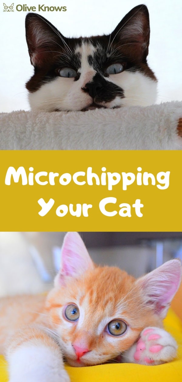 Microchipping Your Cat OliveKnows
