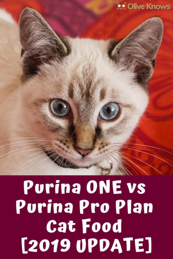 Purina Pro Plan vs Purina One Cat Food [2022 UPDATE] OliveKnows