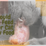 Should You Feed Your Cat Raw Food