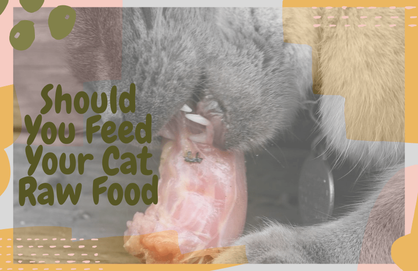 Should You Feed Your Cat Raw Food