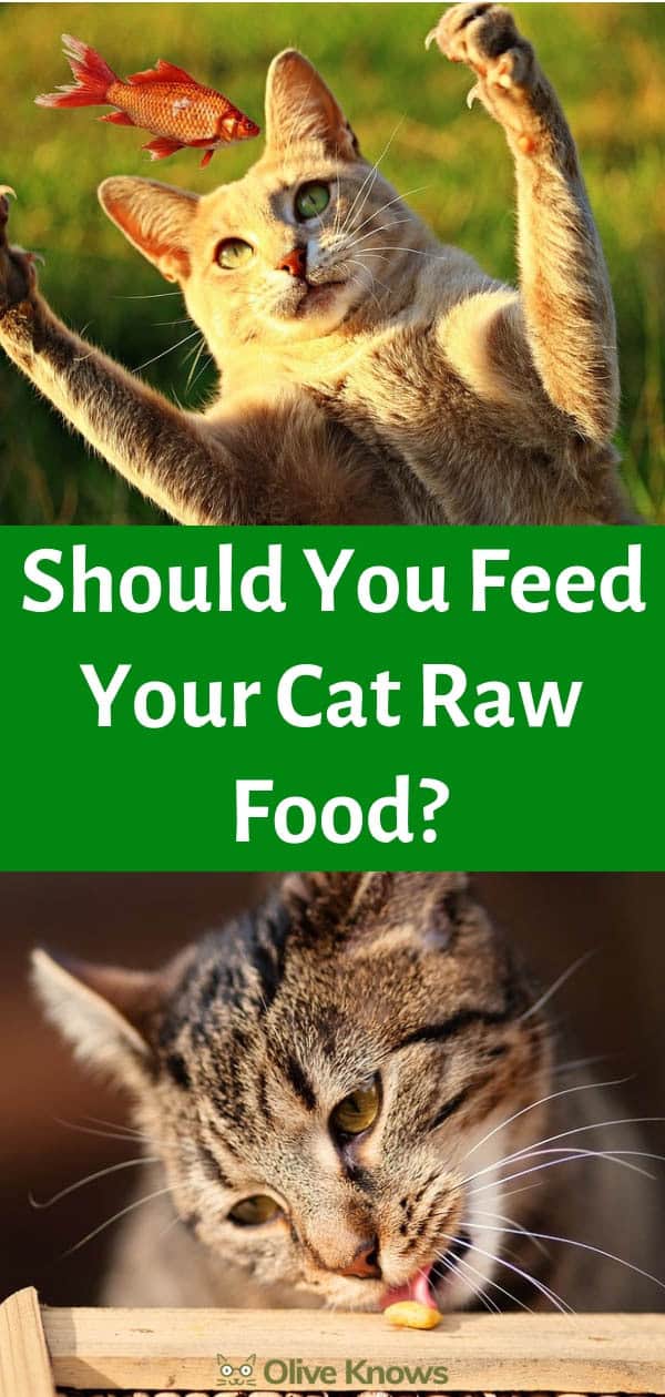 Should You Feed Your Cat Raw Food?