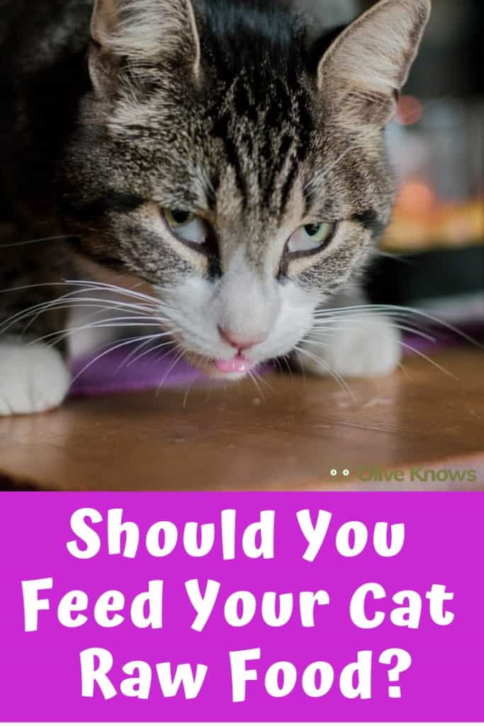 Should You Feed Your Cat Raw Food? OliveKnows