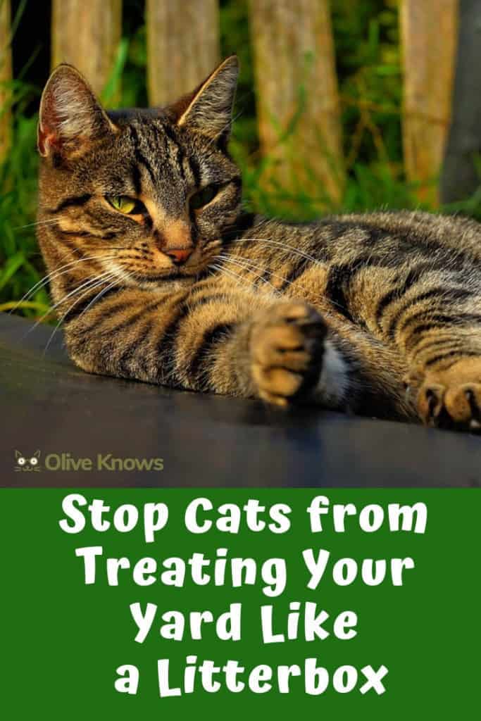 Stop Cats from Treating Your Yard Like a Litterbox OliveKnows