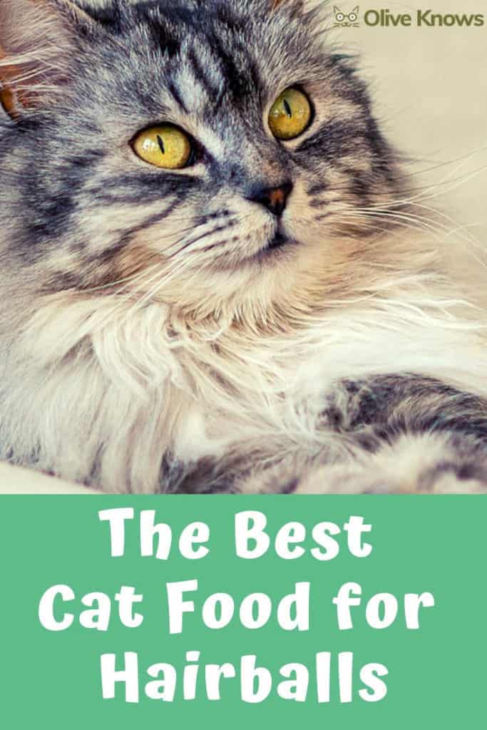 The Best Cat Food for Hairballs OliveKnows
