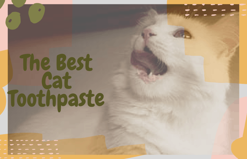 best cat toothpaste for gingivitis