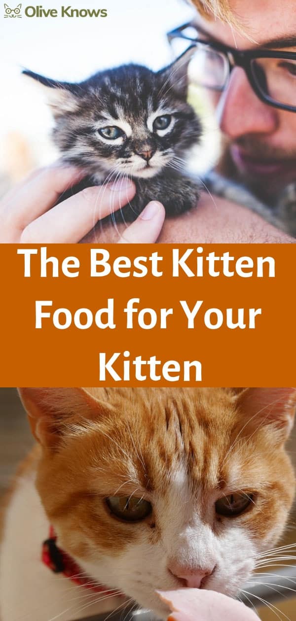 Best Kitten Food for Your Little Feline