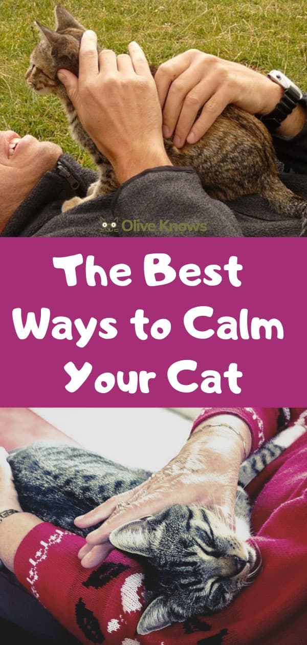 The Best Ways to Calm Your Cat