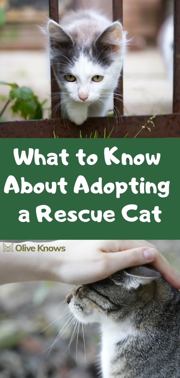 What to Know About Adopting a Rescue Cat