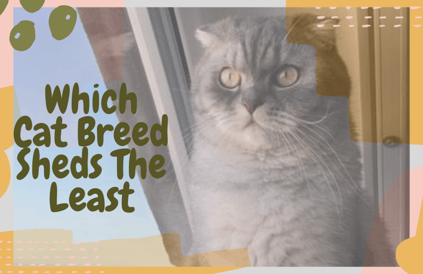 Which Cat Breed Sheds The Least