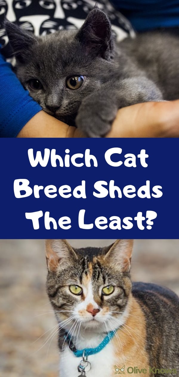 Which Cat Breed Sheds The Least