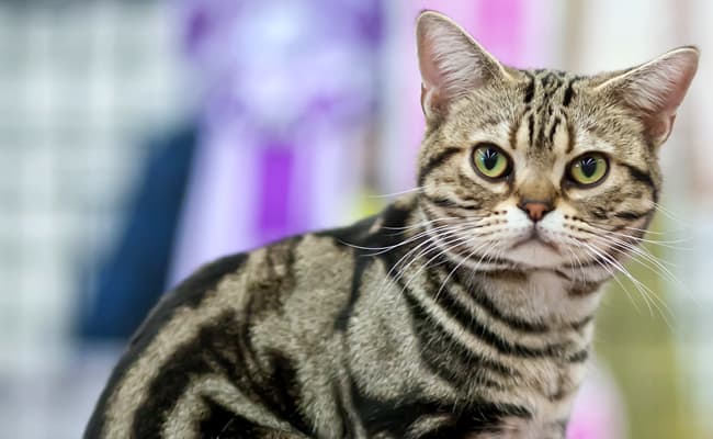 American Shorthair