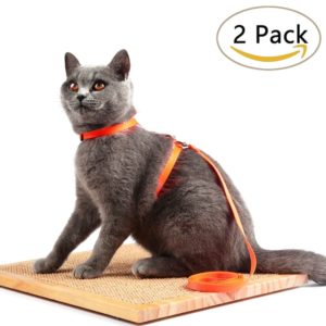 luxury cat harness