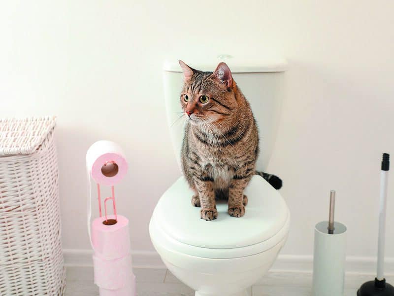 CAT SITTING ON A TOILET