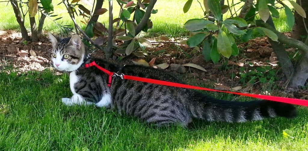 Cat using an Harness