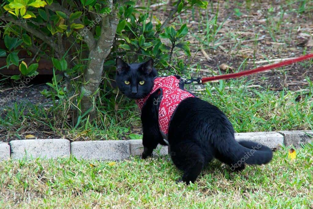 cat using an Harness