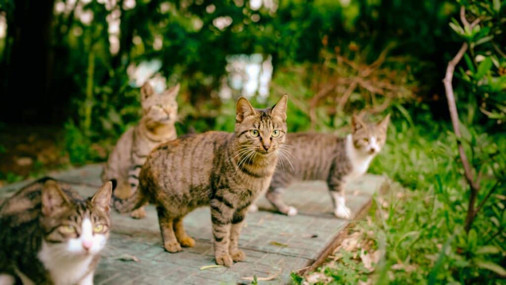 OUTDOOR CATS