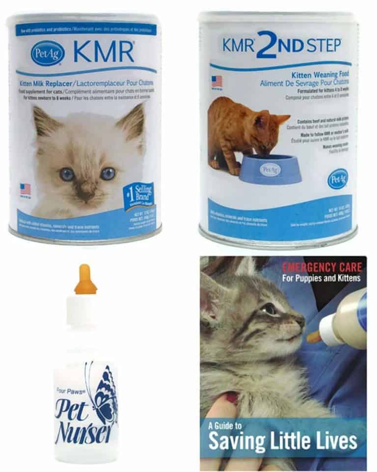 Best Kitten Food for Your Little Feline: 2022 Edition - OliveKnows