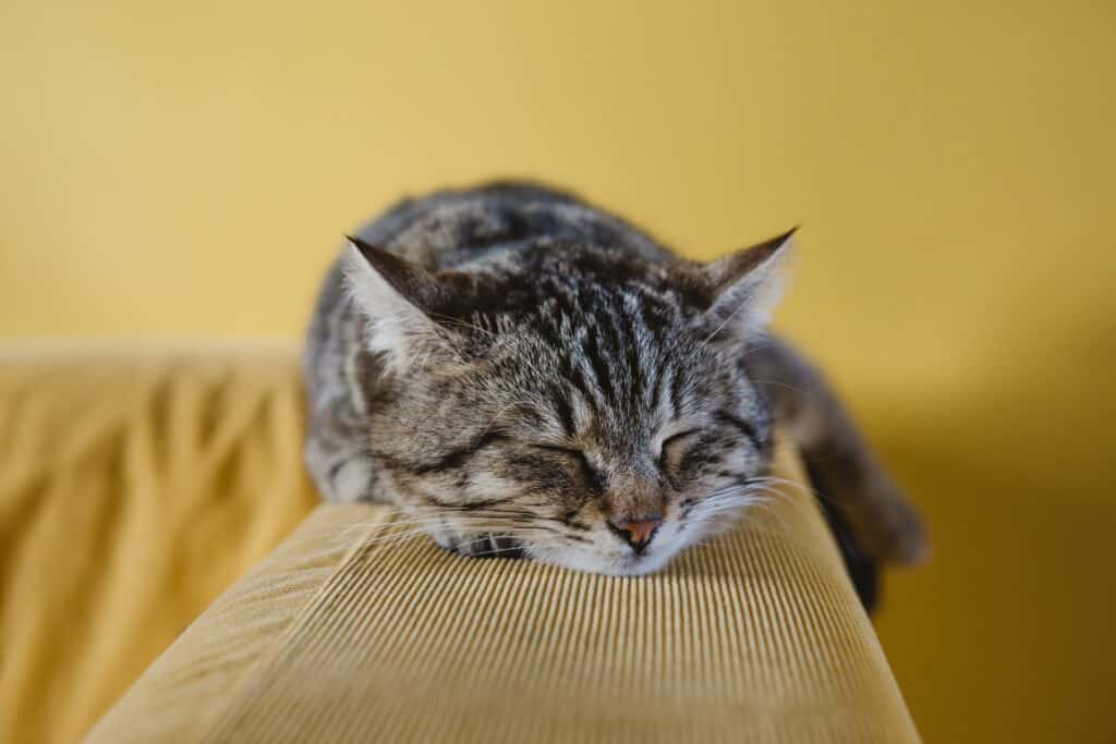 Cat sleeping