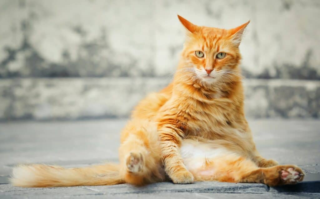 fat ginger cat that looks like garfield sitting on the street