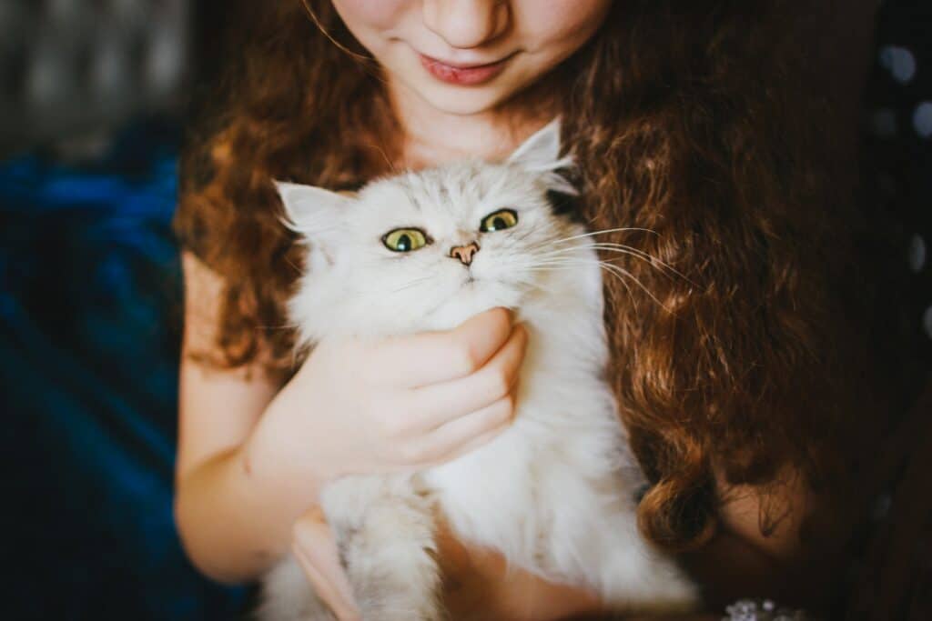 owner petting cat