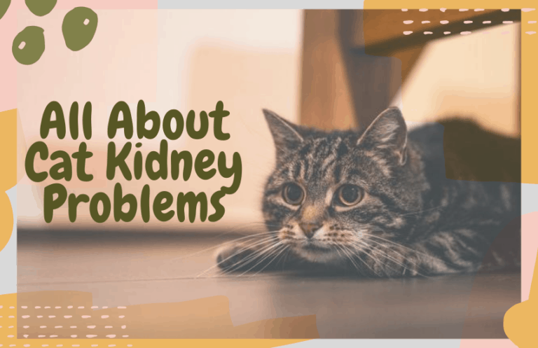 All About Cat Kidney Problems OliveKnows all-about-cat-kidney-problems-oliveknows