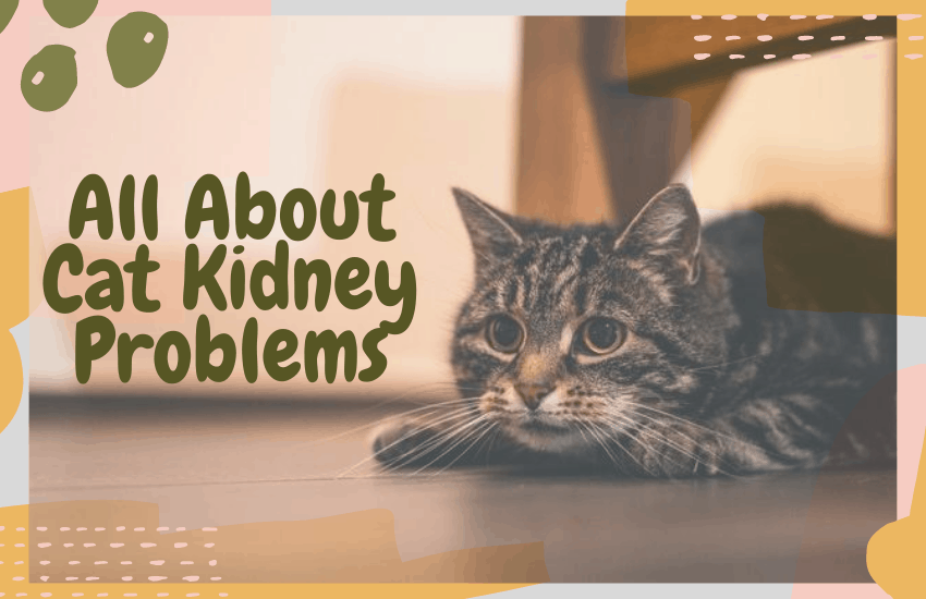 All About Cat Kidney Problems