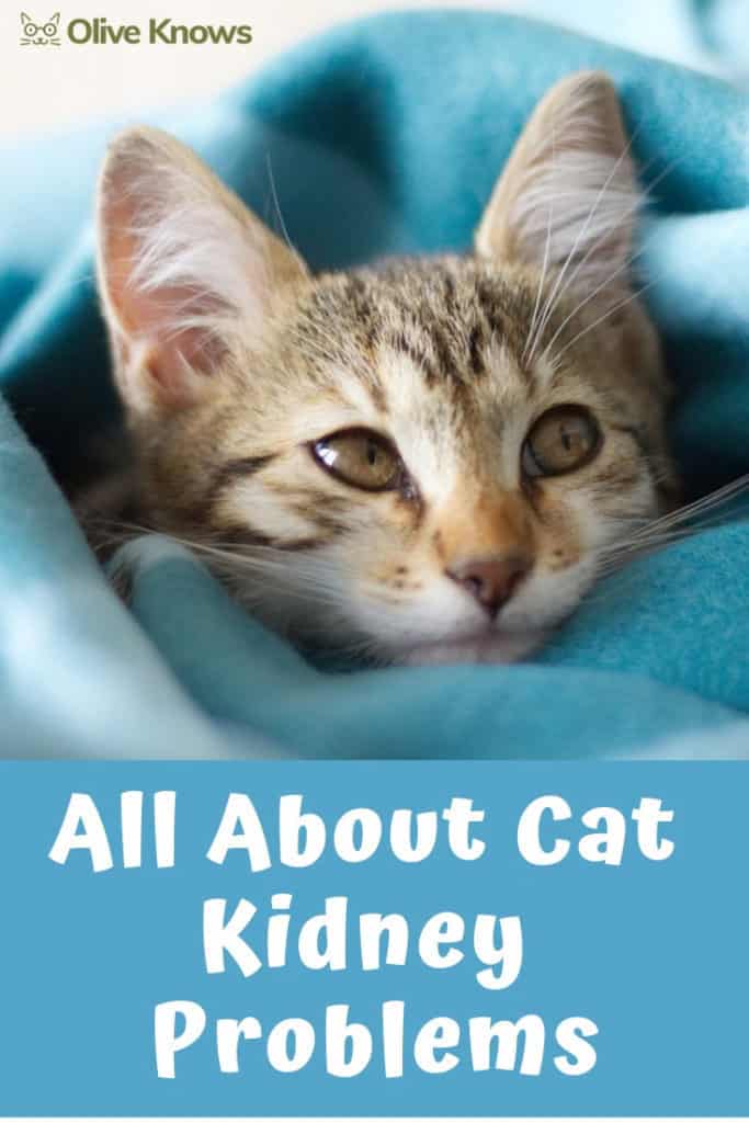 All About Cat Kidney Problems OliveKnows