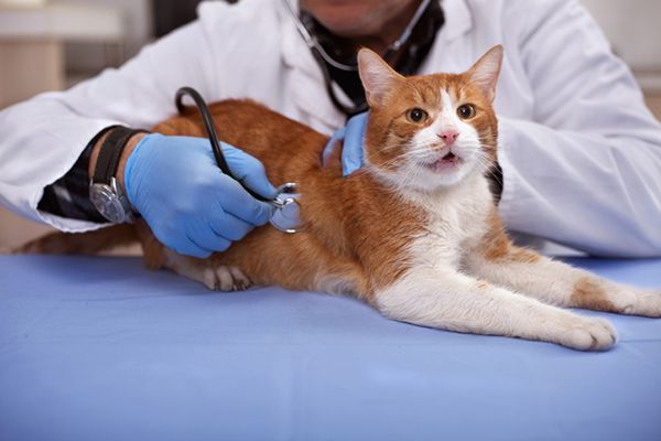 cat at the vet