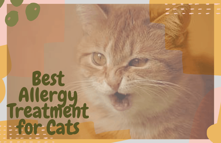 Best Allergy Treatment for Cats