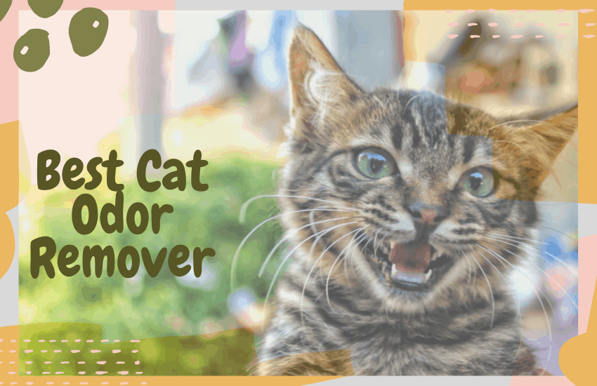 Best Cat Odor Remover