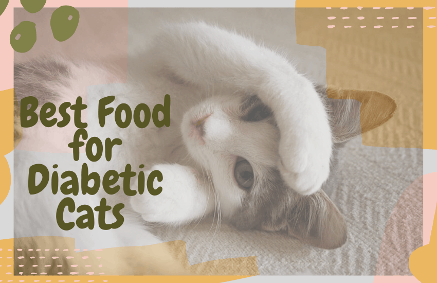 Best Food for Diabetic Cats and Everything Else You Need to Know ...