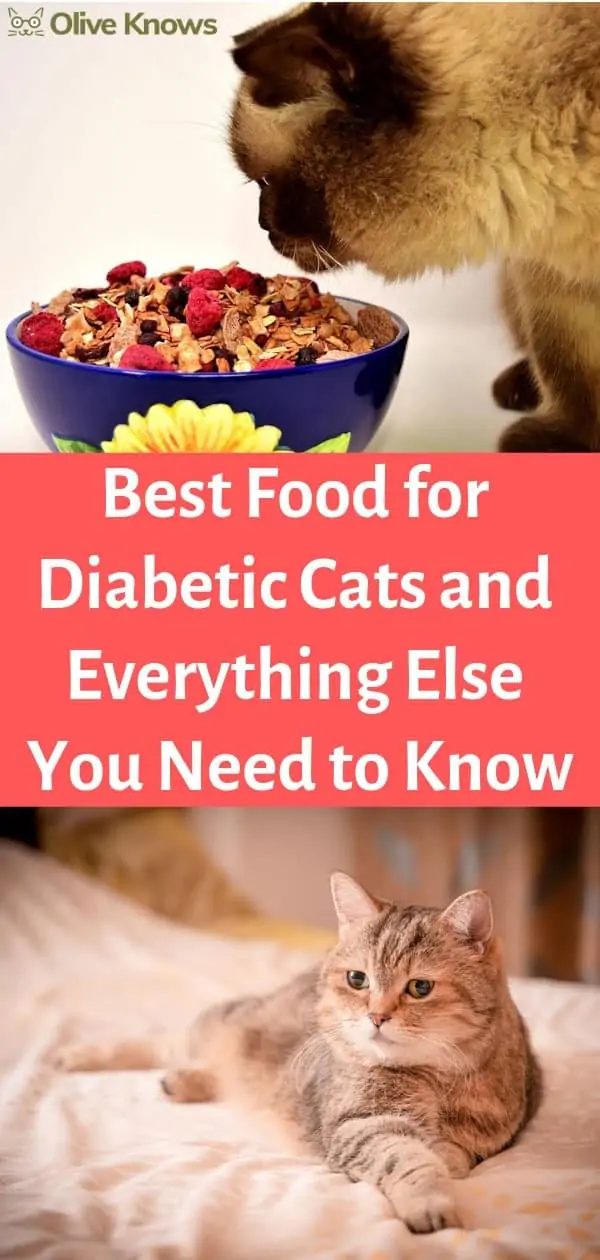 Best Food for Diabetic Cats and Everything Else You Need to Know