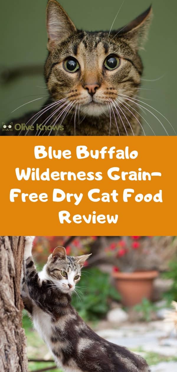 Blue Buffalo Wilderness Grain-Free Dry Cat Food Review