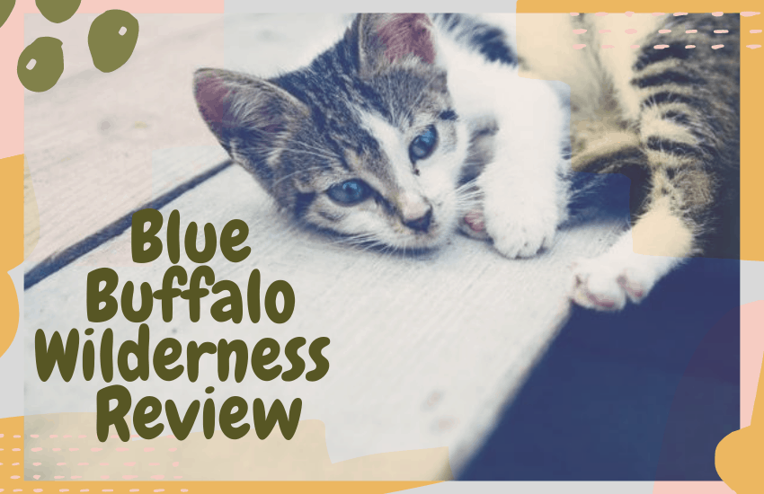 Blue Buffalo Wilderness Review