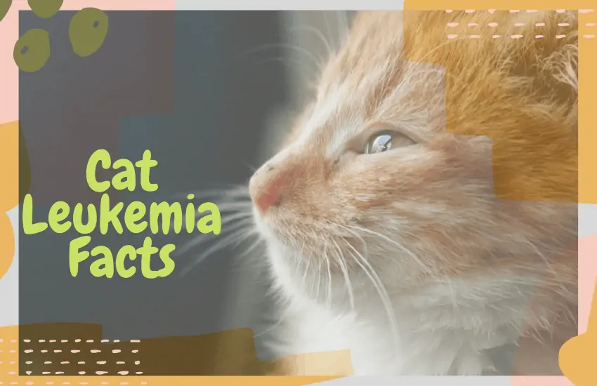 Cat Leukemia Facts