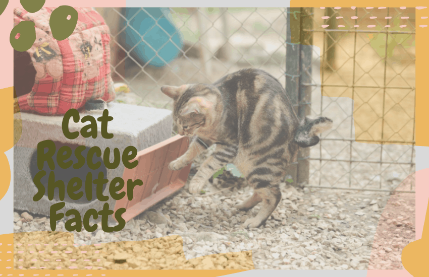 Cat Rescue Shelter Facts