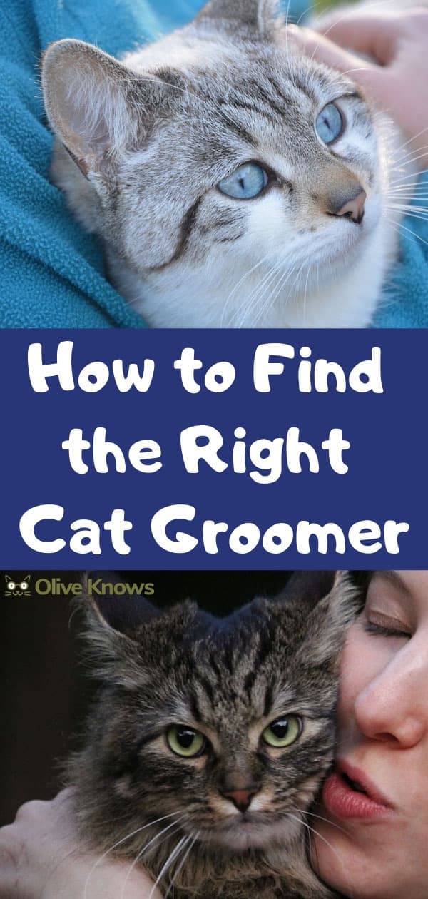 How to Find the Right Cat Groomer