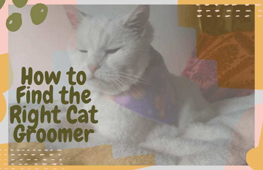 How to Find the Right Cat Groomer