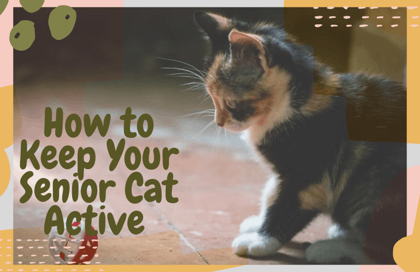 How to Keep Your Senior Cat Active