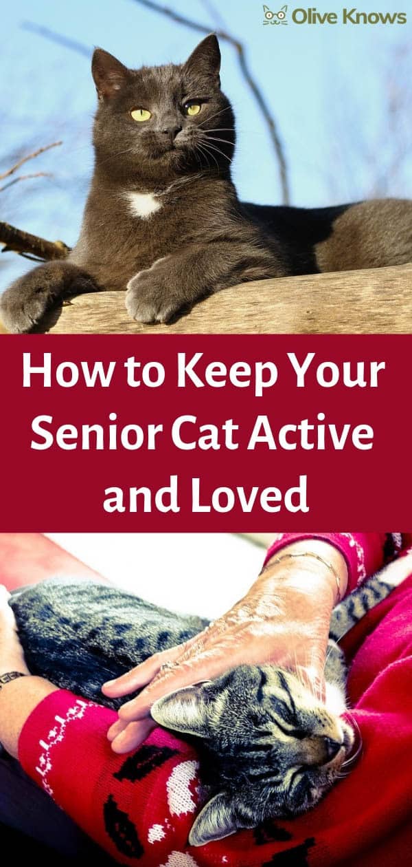 How to Keep Your Senior Cat Active and Loved