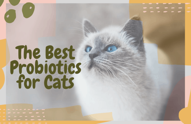 The Best Probiotics for Cats - OliveKnows - Natural Cats Uti Prevention With Probiotics