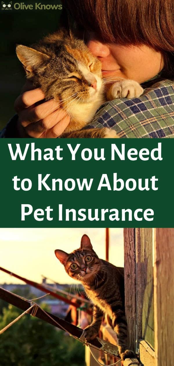 Pet Insurance Jacksonville Fl