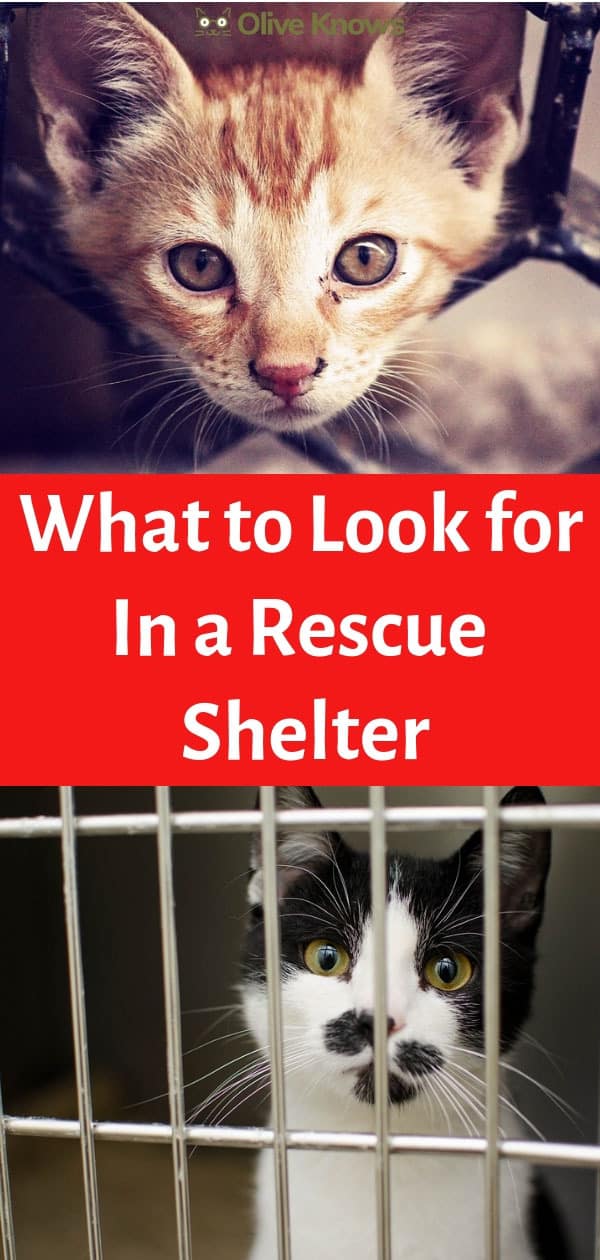 What to Look for In a Rescue Shelter