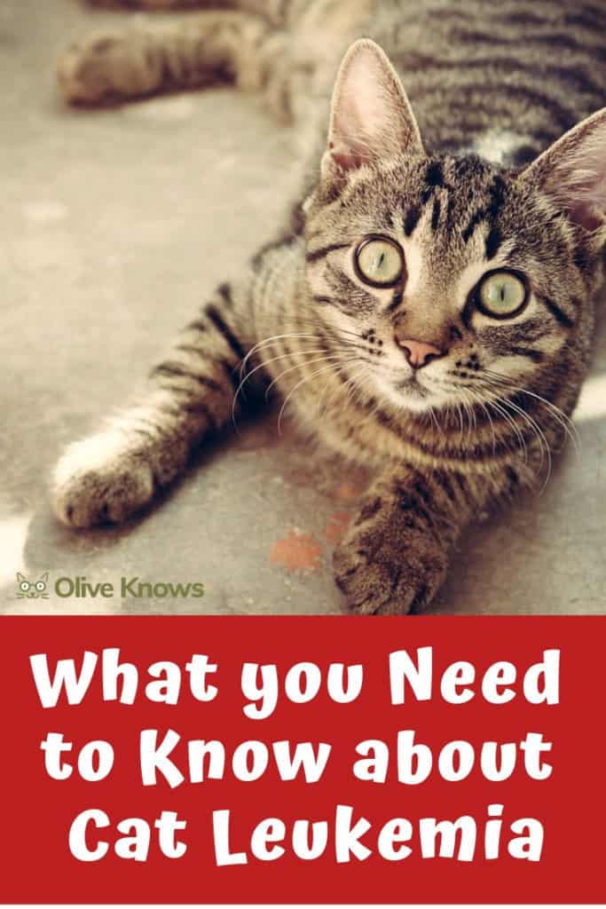 What you Need to Know about Cat Leukemia - OliveKnows