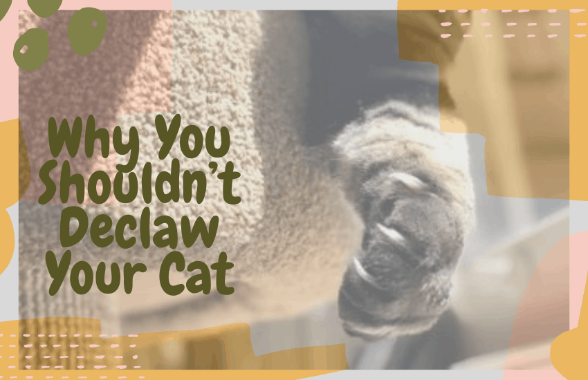 Why You Shouldn’t Declaw Your Cat