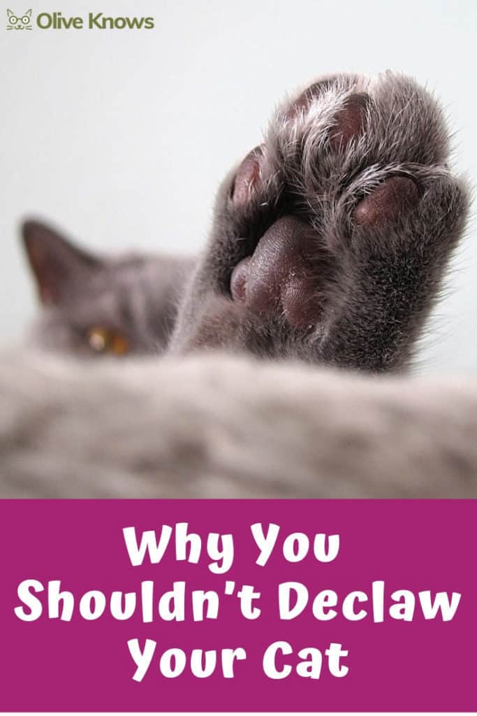 Why You Shouldn’t Declaw Your Cat OliveKnows